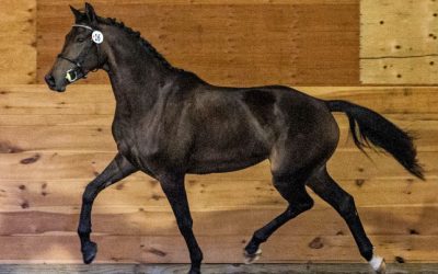 Felicites SSF (Rousseau x Jazz)