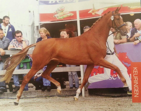 Gazania (Bon Bravour x Santano)