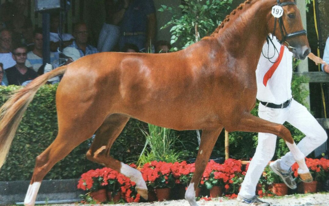 Hyacintia (Charmeur x Santano)