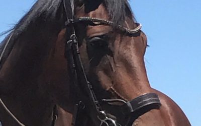 Hamina SSF (Lyjanero x Nimmerdor)