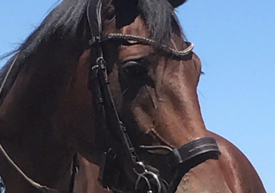 Hamina SSF (Lyjanero x Nimmerdor)