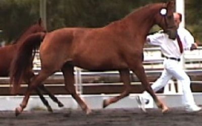 Mistral