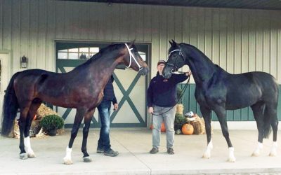 Gaudi SSF and Jaleet SSF December Breeding Special