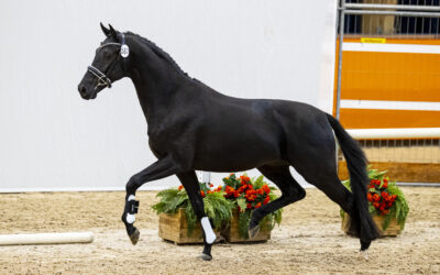 Nadal SSF Joins Sapphire Sporthorses