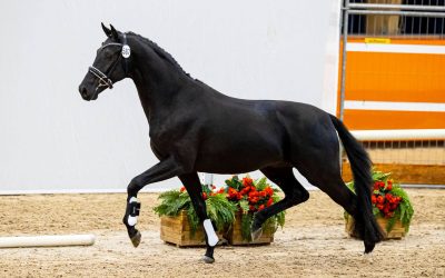 Nadal SSF Selected for the Second Ring