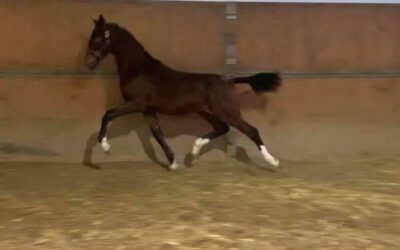 Welcome to SSF, Penelope!