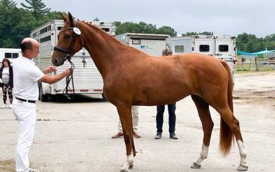 SSF Shines at the New England Keuring