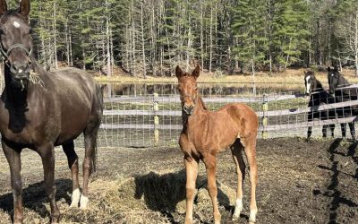 Eight SSF foals born so far