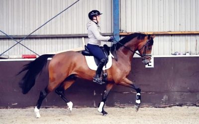 Update on our stallions in The Netherlands