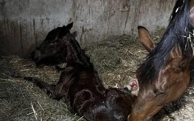 Last foal of the season born at SSF