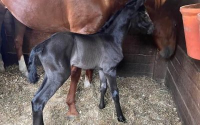 Beautiful filly born: Unites SSF
