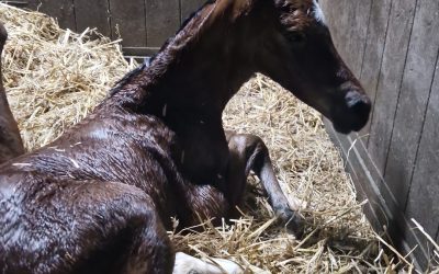 The first two foals of 2025 are born!