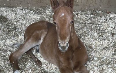 Two more foals born for SSF